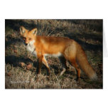 Carte de Fox rouge