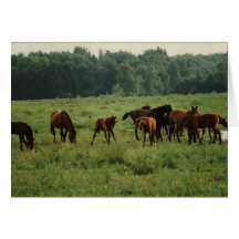 Carte de Greting de photo de cheval de "poulains e