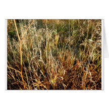 Carte de Halloween d'araignée de prairie de chute