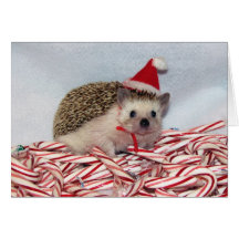 Carte de Hedgie de Noël