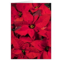 Carte de Noël de poinsettia