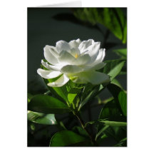 Carte de note blanche de fleur de gardénia