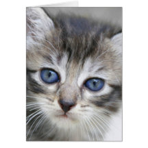 Carte de note de chaton