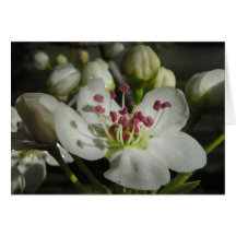 Carte de note de fleur de poire d'aquarelle