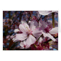 Carte de note de fleurs de cerisier