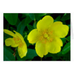 Carte de note de Hypericum