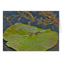Carte de note de protection et de Damselfly de lis