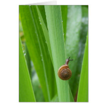 Carte de note d'escargot de jardin d'escalade