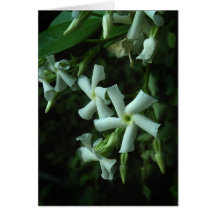 Carte de note florale confédérée de jasmin d'étoil