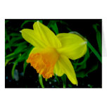 Carte de note jaune-orange de jonquille