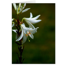 Carte de note - lis de neige