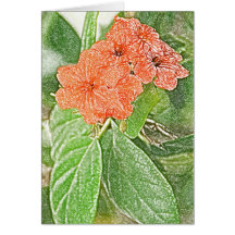Carte de note orange de ketmie