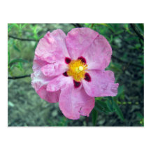 Carte de notes de fleur de tache carte postale