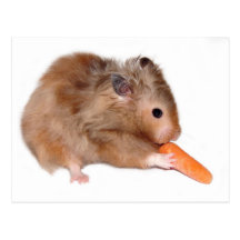 Carte de régime de hamster cartes postales