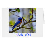 Carte de remerciements d'oiseau bleu
