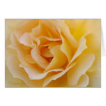 Carte de rose jaune