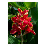 Carte de sympathie florale