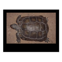 carte de tortue cartes postales