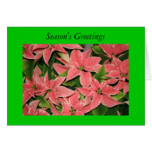Carte de vacances de poinsettia
