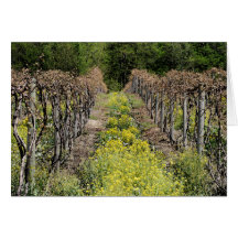 Carte de vignes au printemps