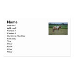 Carte de visite de cheval