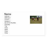 Carte de visite de cheval