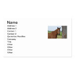 Carte de visite de cheval