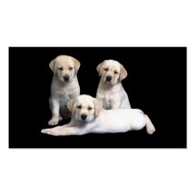 Carte de visite de chiots de labrador retriever