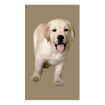 Carte de visite de labrador retriever