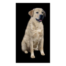 Carte de visite de labrador retriever