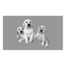 Carte de visite de labrador retriever