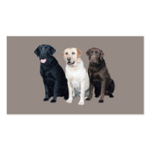 Carte de visite de labrador retriever