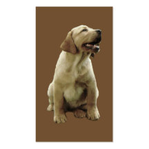 Carte de visite de labrador retriever