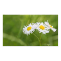 Carte de visite de marguerite de mauvaise herbe