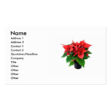 Carte de visite de Poinsetta