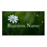 Carte de visite de Stitchwort