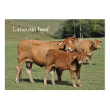 Carte de visite de vache et de veau du Limousin