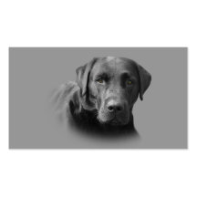 Carte de visite d'éleveur de labrador retriever