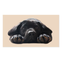 Carte de visite d'éleveur de labrador retriever