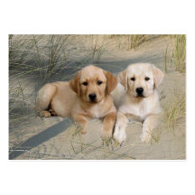 Carte de visite d'éleveur de labrador retriever