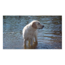 Carte de visite d'éleveur de labrador retriever