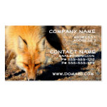 Carte de visite d'habitat de Fox rouge