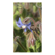 Carte de visite d'officinalis de Borago