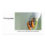 Carte de visite Photographe R.P cartes de visite