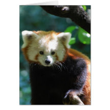 Carte de voeux adorable de panda rouge
