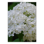 Carte de voeux blanche d'hortensias