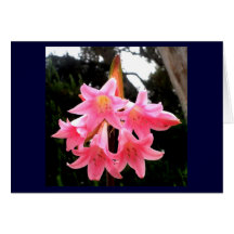 Carte de voeux de Belladona d'amaryllis