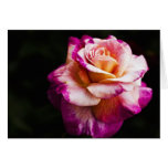 Carte de voeux de blanc de rose de pourpre