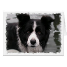 Carte de voeux de border collie