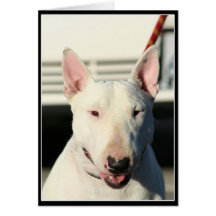 Carte de voeux de bull-terrier